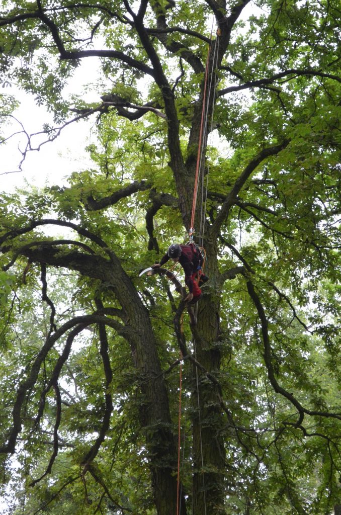 Arborysta zabezpieczony linami prowadzi prace pielęgnacyjne przy drzewie na wysokości