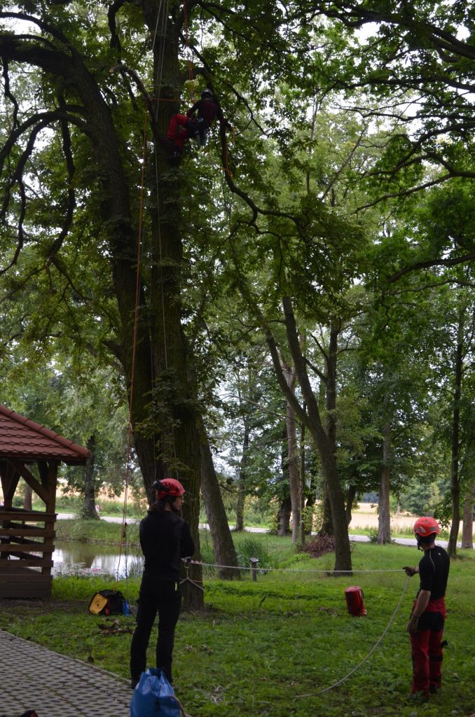 Arboryści przygotowujący liny przez rozpoczęciem prac pielęgnacyjnych