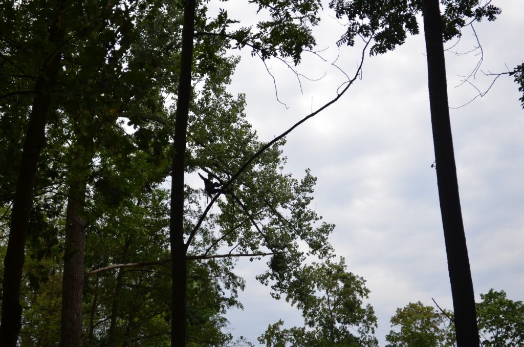 Arborysta na linach przemieszający się w górnej partii drzew